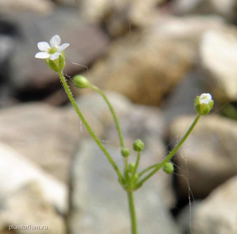 Изображение особи Androsace filiformis.