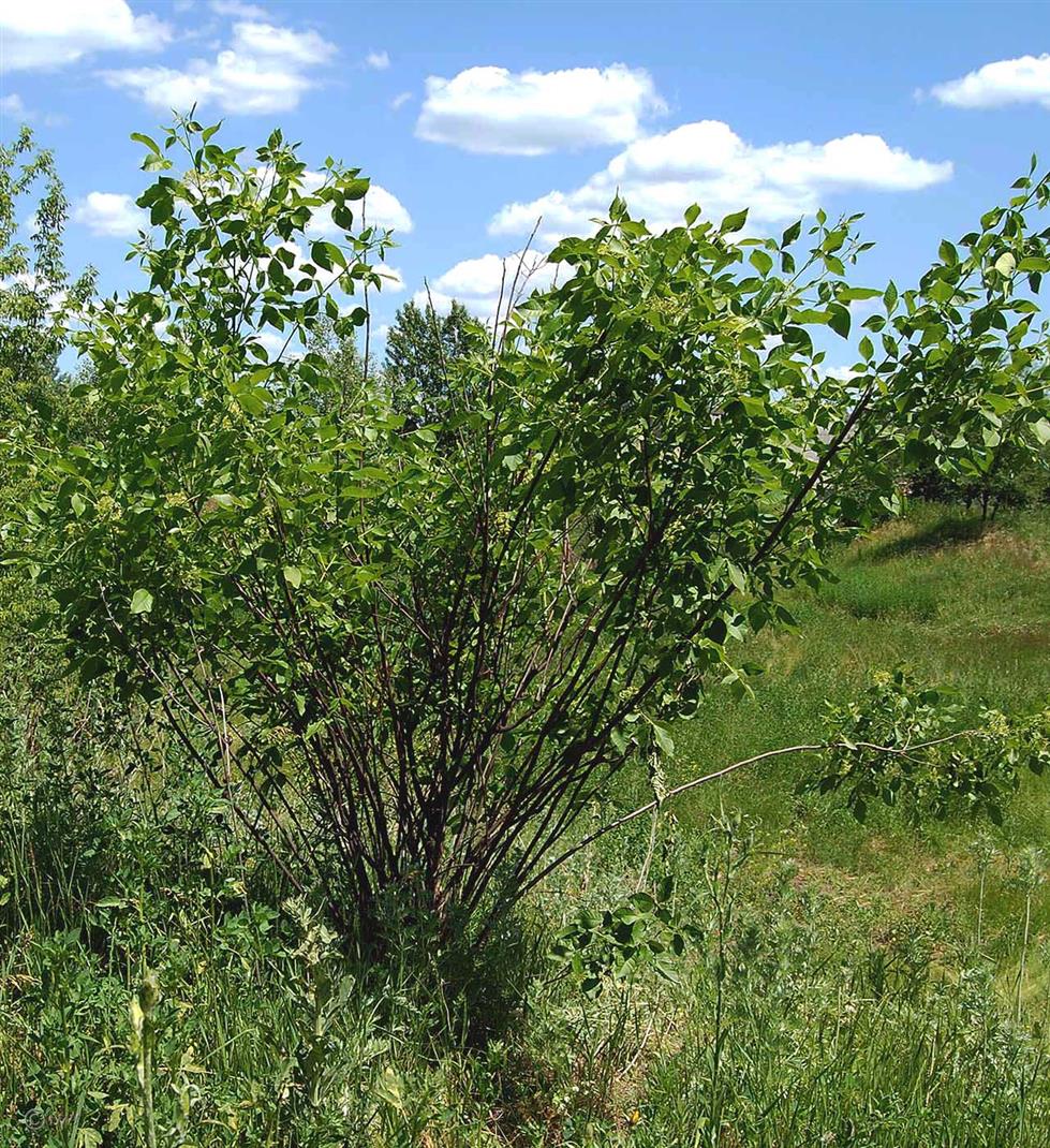 Image of Ptelea trifoliata specimen.