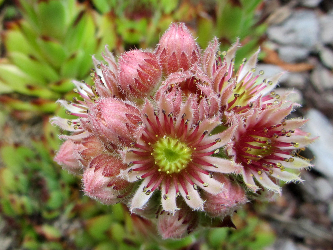 Изображение особи Sempervivum tectorum.