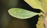 Image of taxon representative. Author is Татьяна Мальчинская