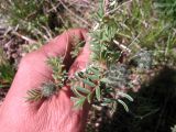 genus Astragalus