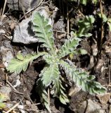Achillea holosericea