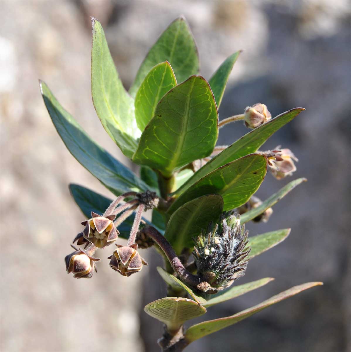 Изображение особи Gomphocarpus cancellatus.