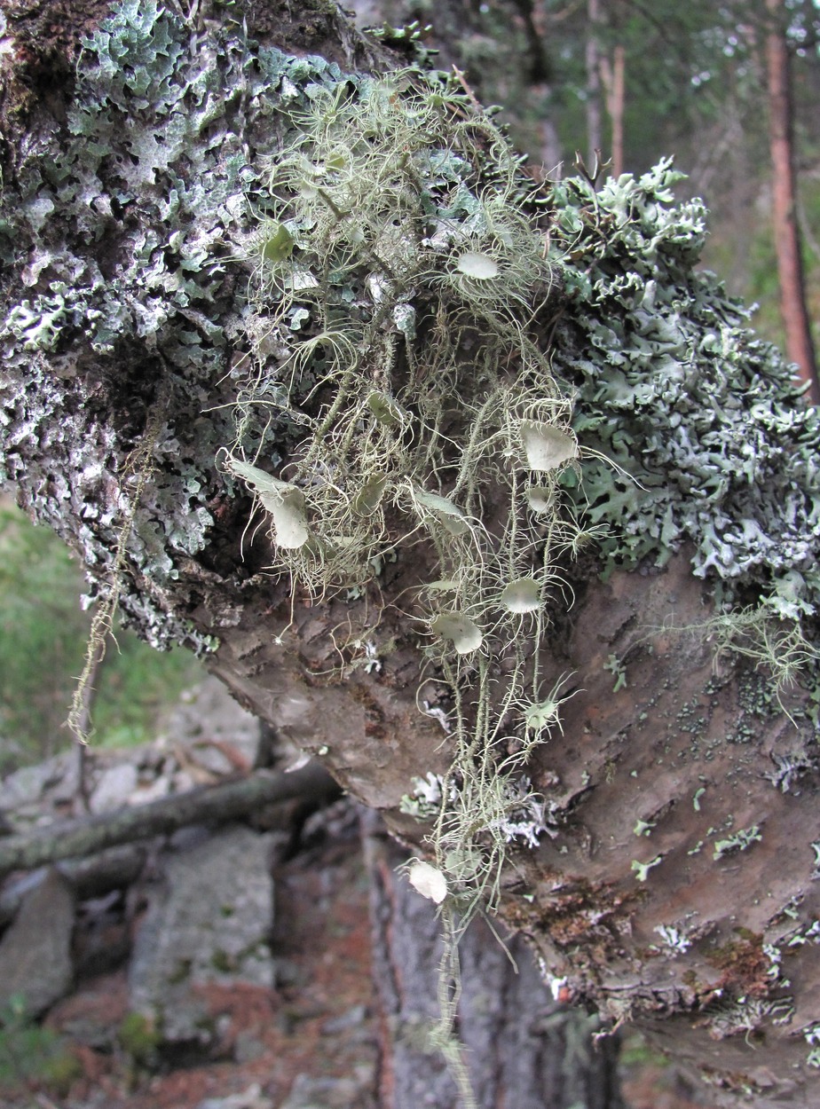 Image of Usnea florida specimen.