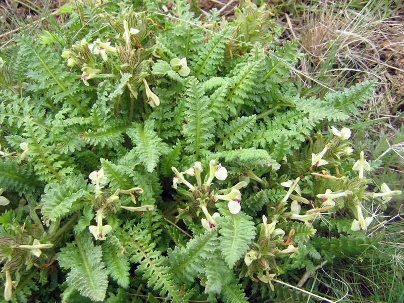 Image of Pedicularis semenowii specimen.
