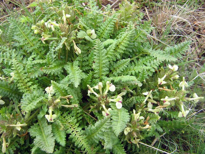 Изображение особи Pedicularis semenowii.