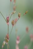 Juncus bufonius