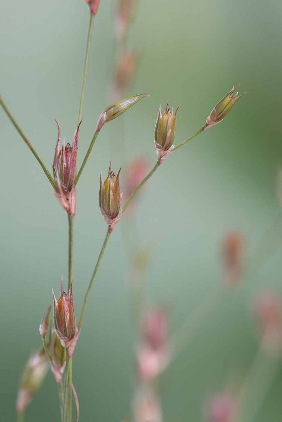 Изображение особи Juncus bufonius.