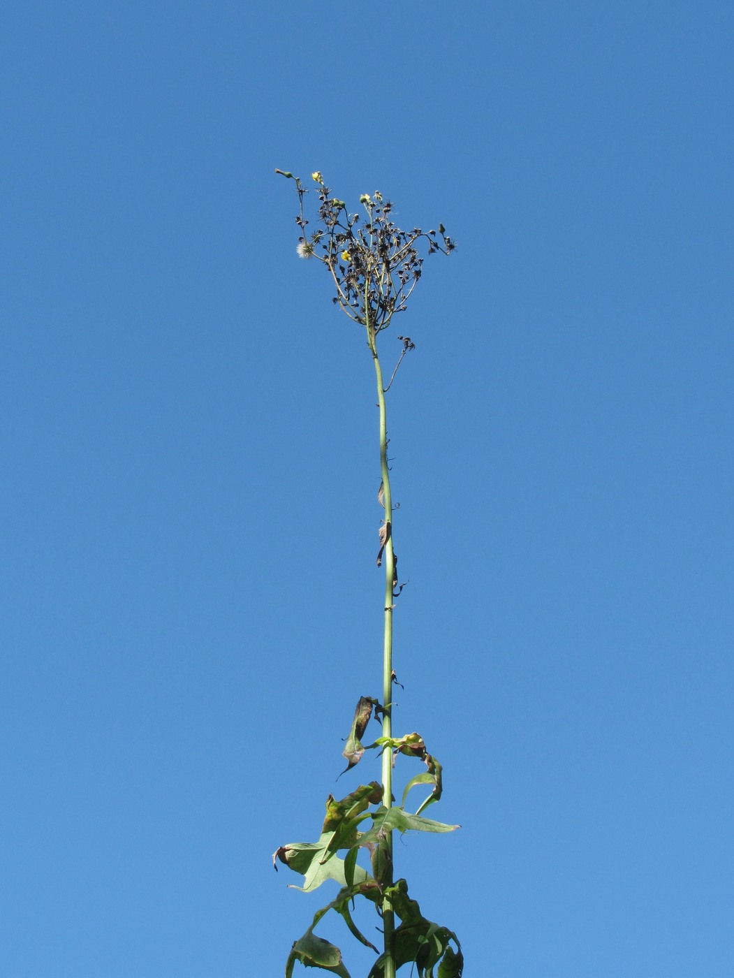 Image of Sonchus palustris specimen.