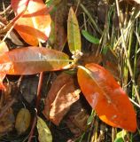 Persicaria amphibia. Верхушка плодоносящего растения с осенней окраской листьев. Камчатский край, Петропавловск-Камчатский городской округ, обмелевший берег озера Медвежьего. 11.09.2014.