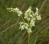 Filipendula vulgaris