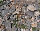 Lomatocarpa albomarginata. Цветущее растение. Таджикистан, Фанские горы, окр. Мутного озера, ≈ 3500 м н.у.м., каменистый склон. 02.08.2017.