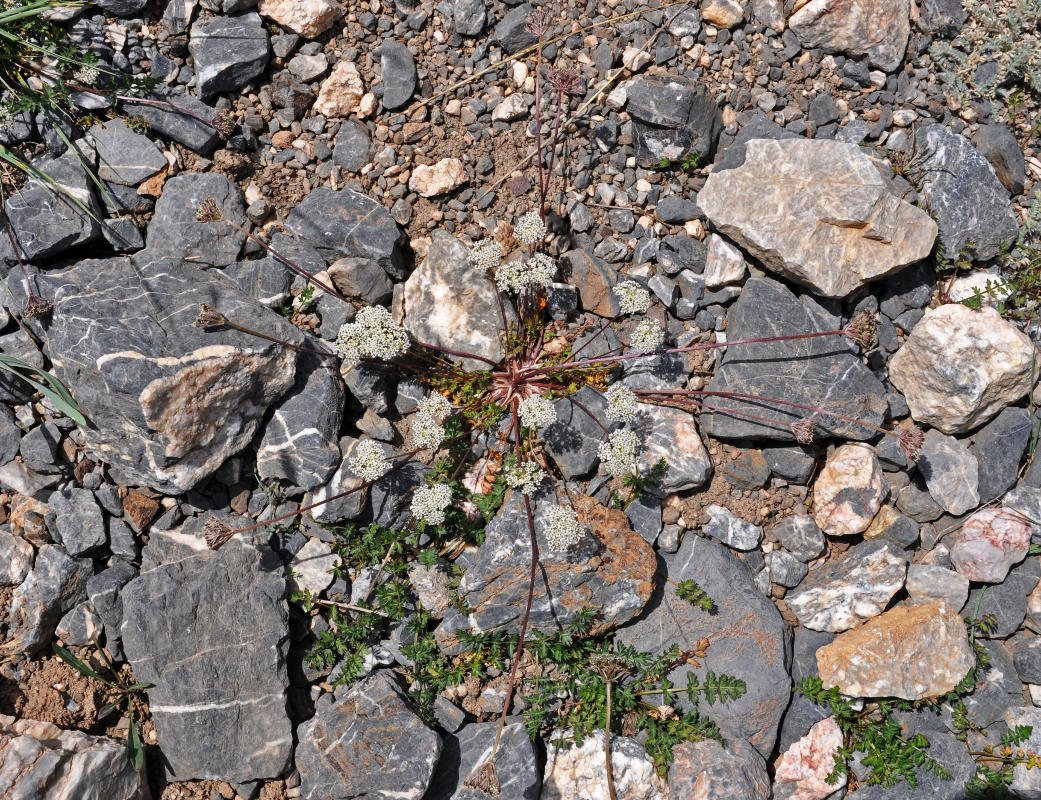 Image of Lomatocarpa albomarginata specimen.