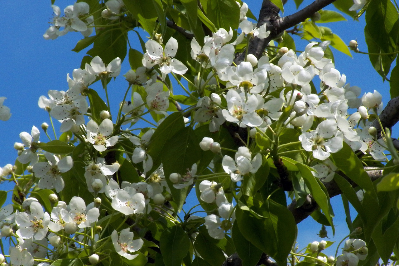 Изображение особи Pyrus communis.