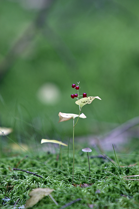 Изображение особи Maianthemum bifolium.