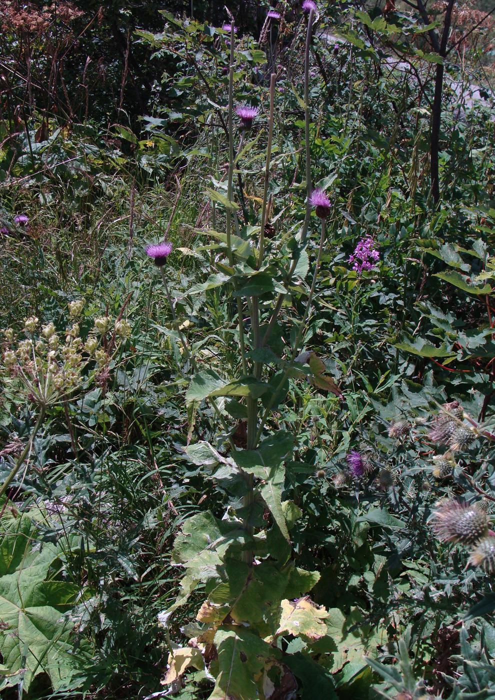 Изображение особи род Cirsium.