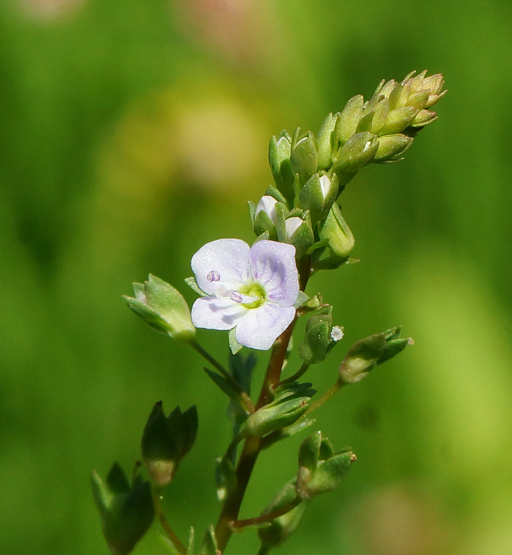 Image of Veronica anagallis-aquatica specimen.