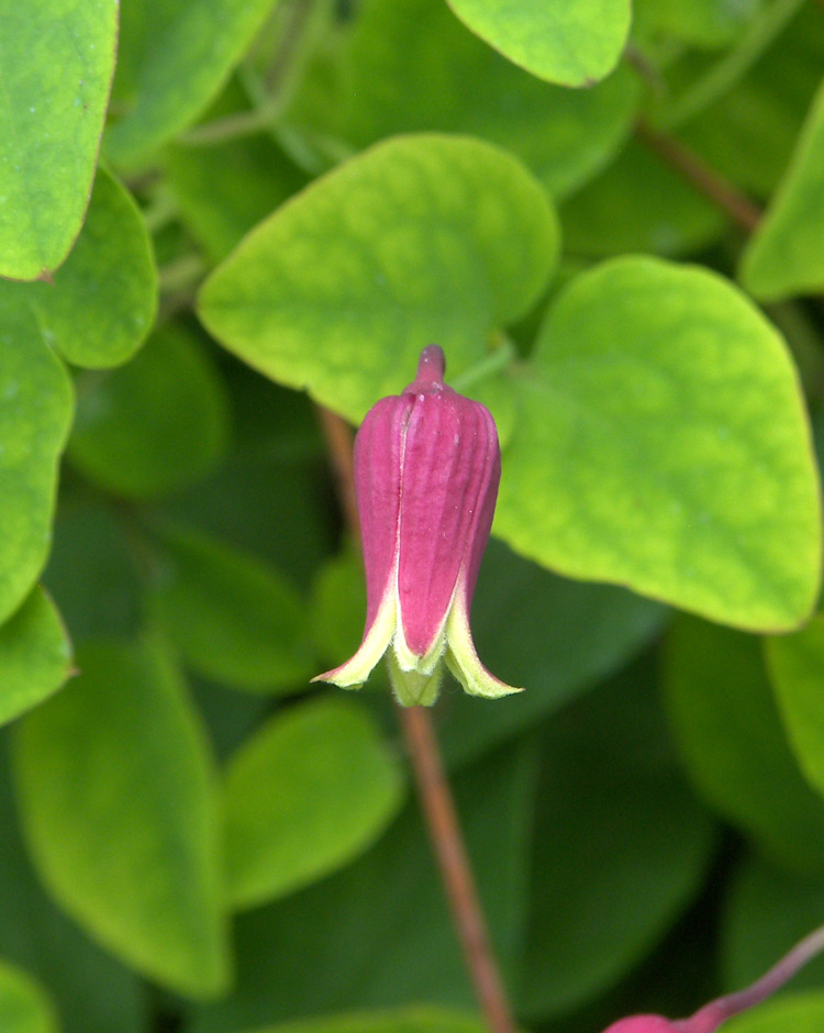 Изображение особи Clematis glaucophylla.