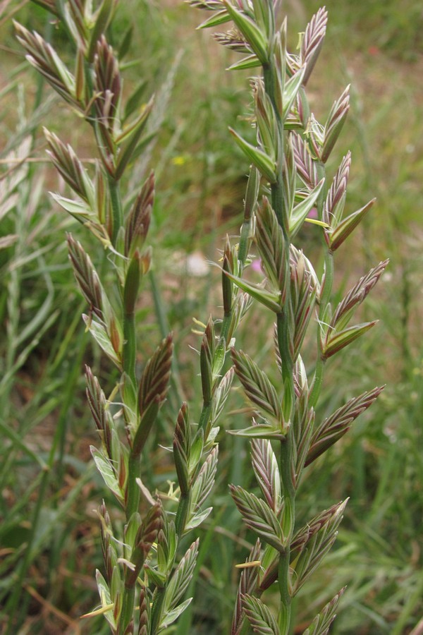 Image of Lolium perenne specimen.