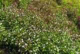 Epilobium hornemannii