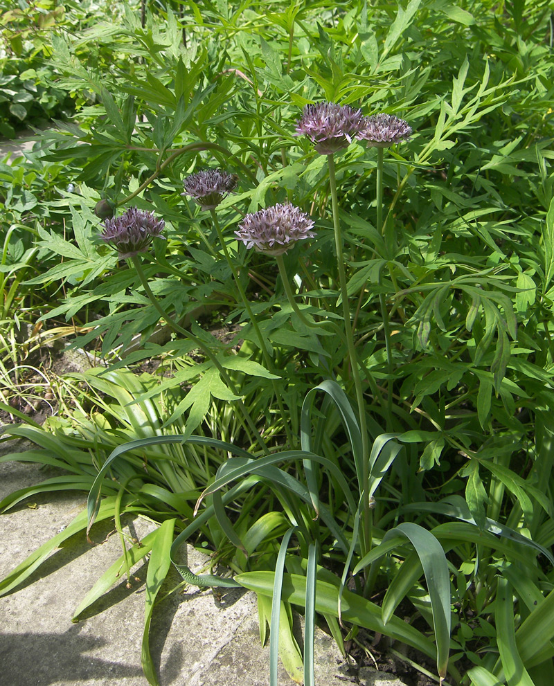 Image of Allium struzlianum specimen.