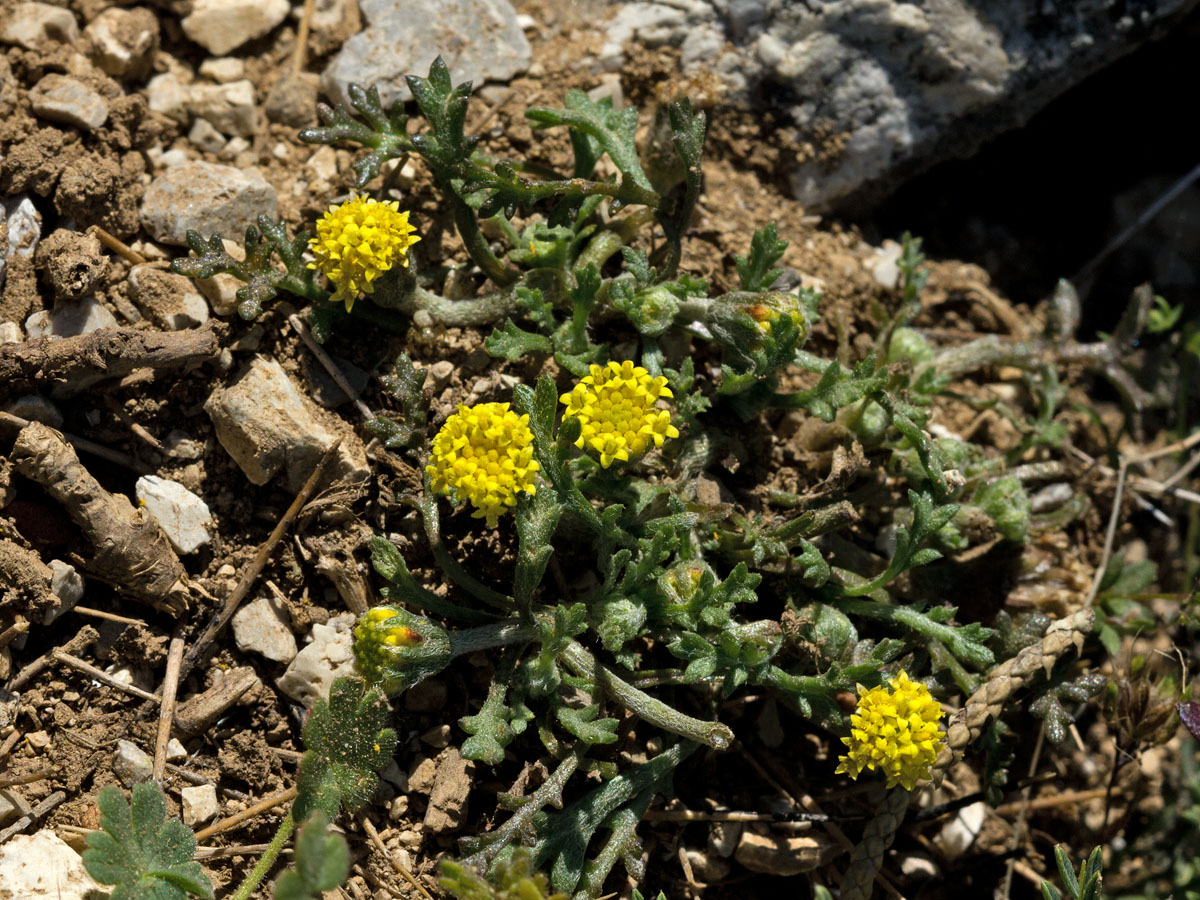 Изображение особи Anthemis rigida.