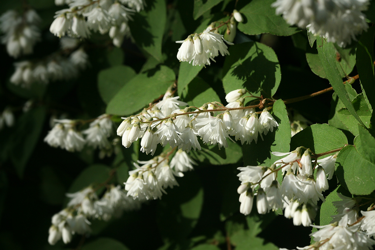 Image of Deutzia &times; magnifica specimen.