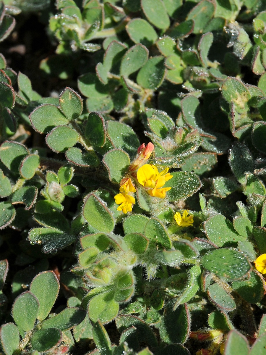 Image of Syrmatium heermannii specimen.