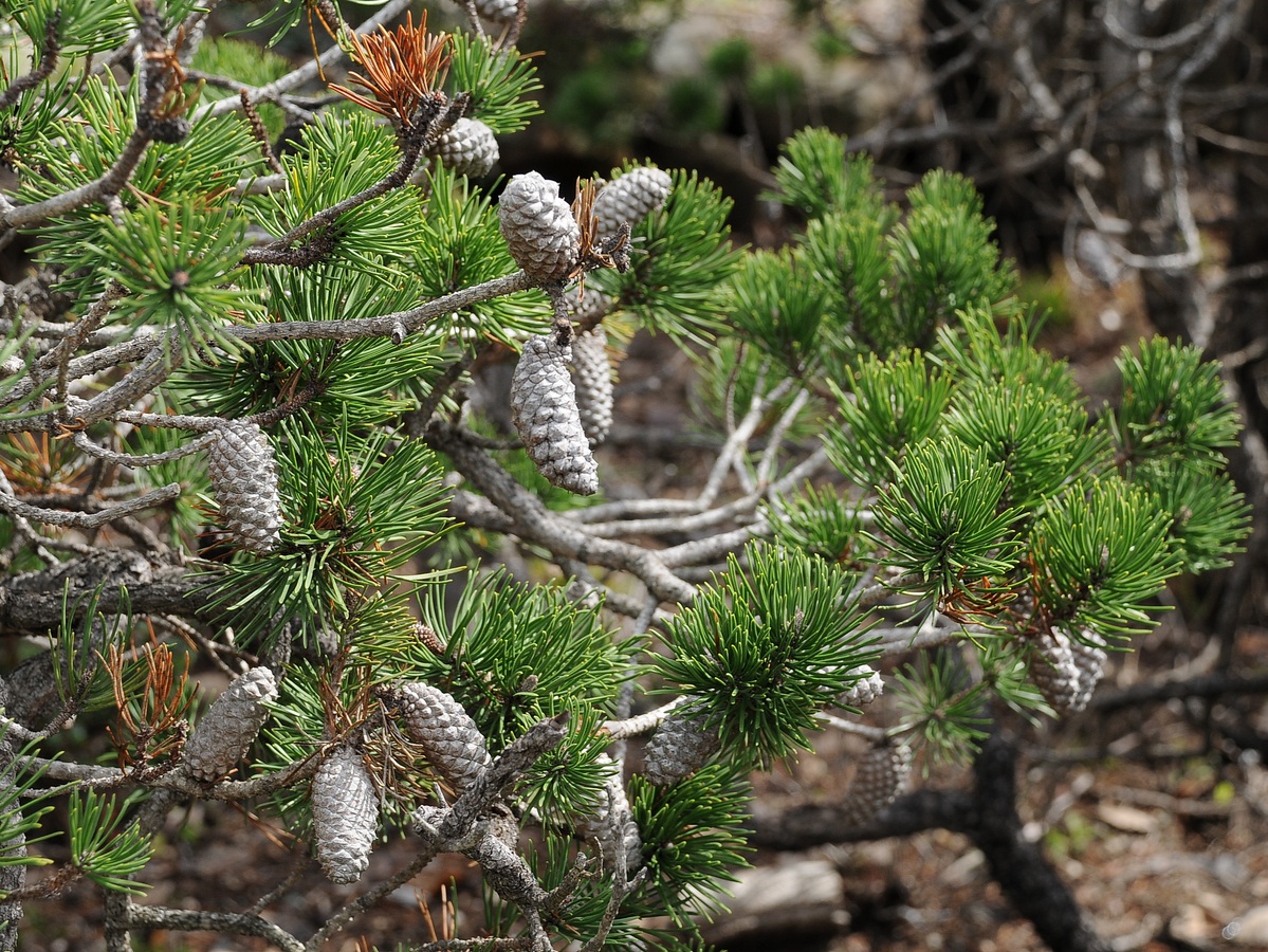 Изображение особи Pinus contorta.