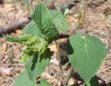 Phlomoides tuberosa. Верхняя часть растения в фазе бутонизации. Башкирия, окр. Белорецка, гора Мраткина. Сосновый лес. Вторая декада мая.