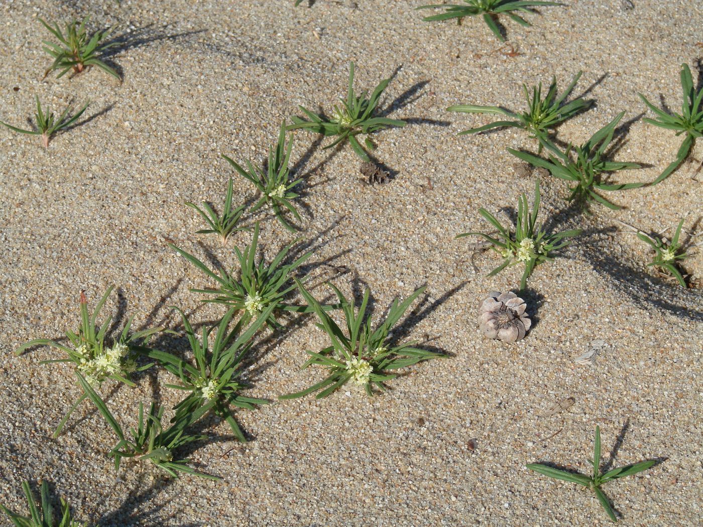 Изображение особи Aconogonon ocreatum var. laxmannii.