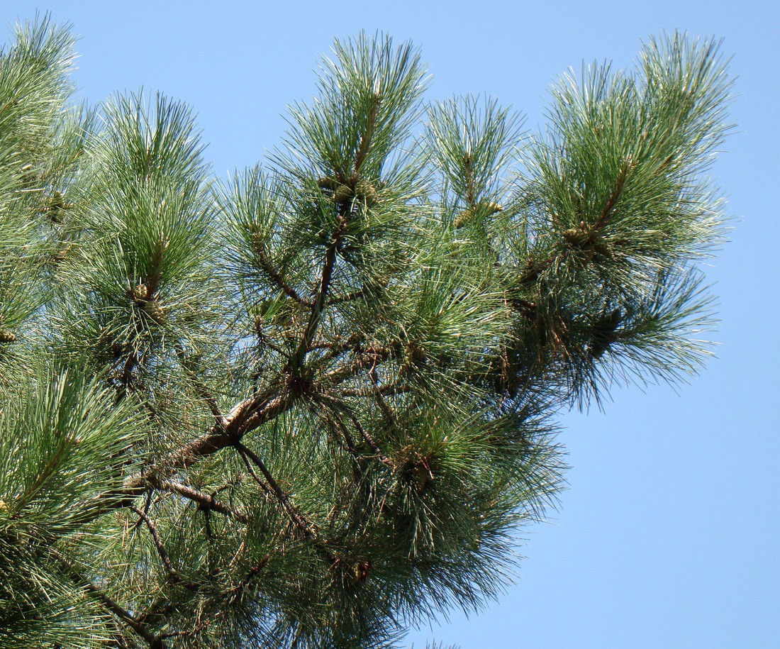 Изображение особи Pinus pallasiana.