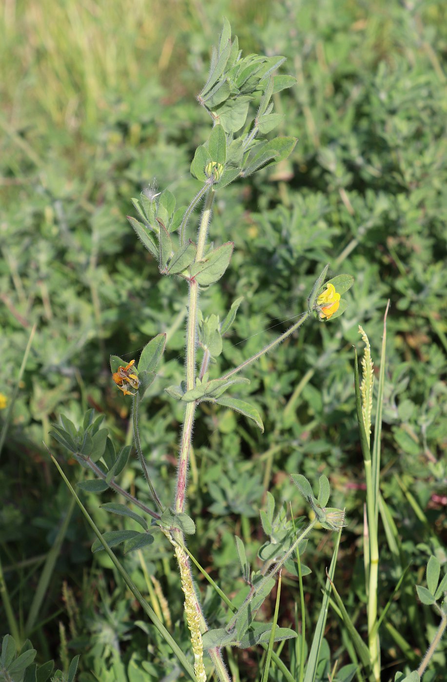 Image of Lotus palustris specimen.