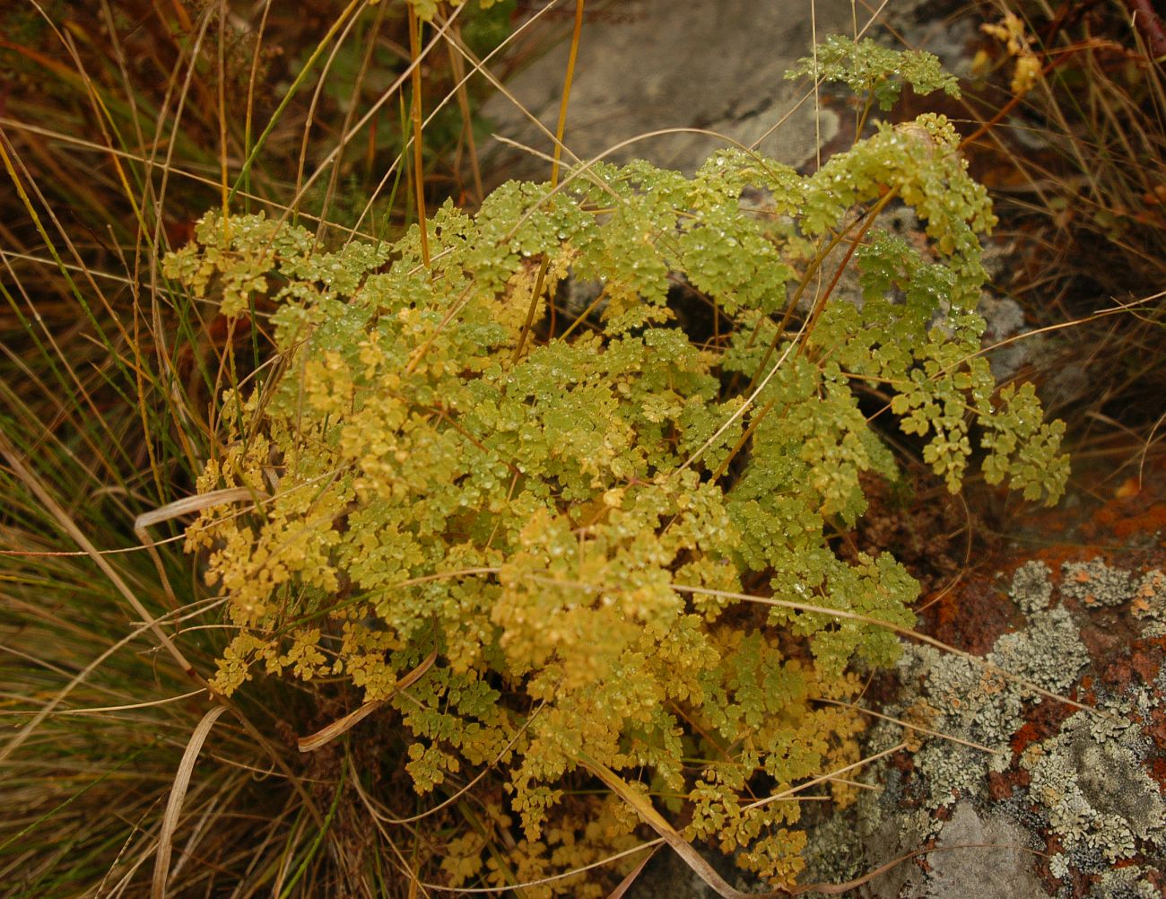 Изображение особи Thalictrum foetidum.