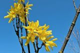 genus Forsythia