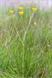 Ranunculus polyanthemos