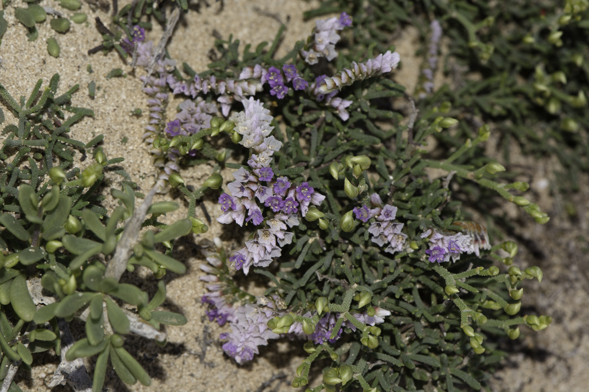 Изображение особи Limonium papillatum.