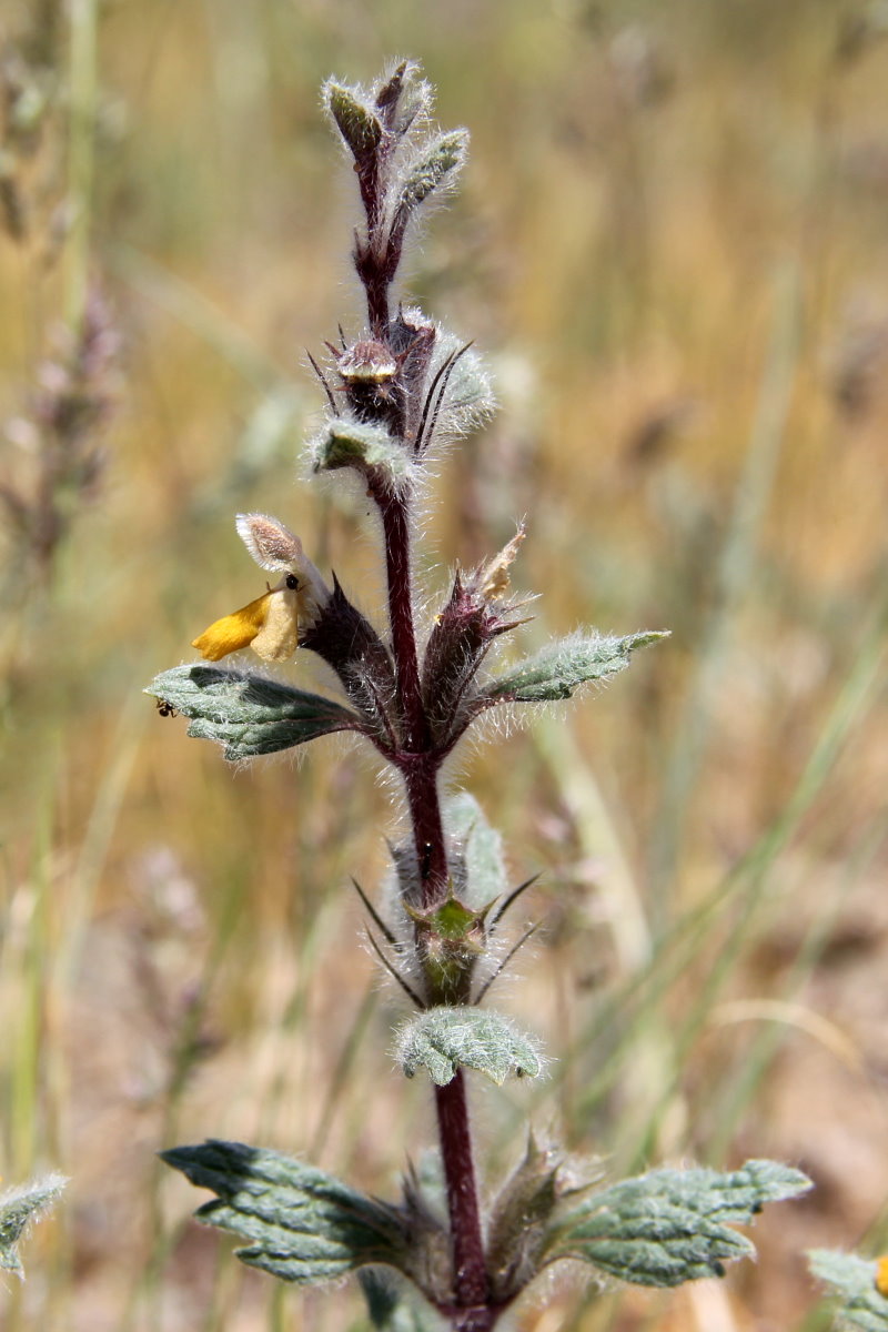 Image of Paraeremostachys dshungarica specimen.