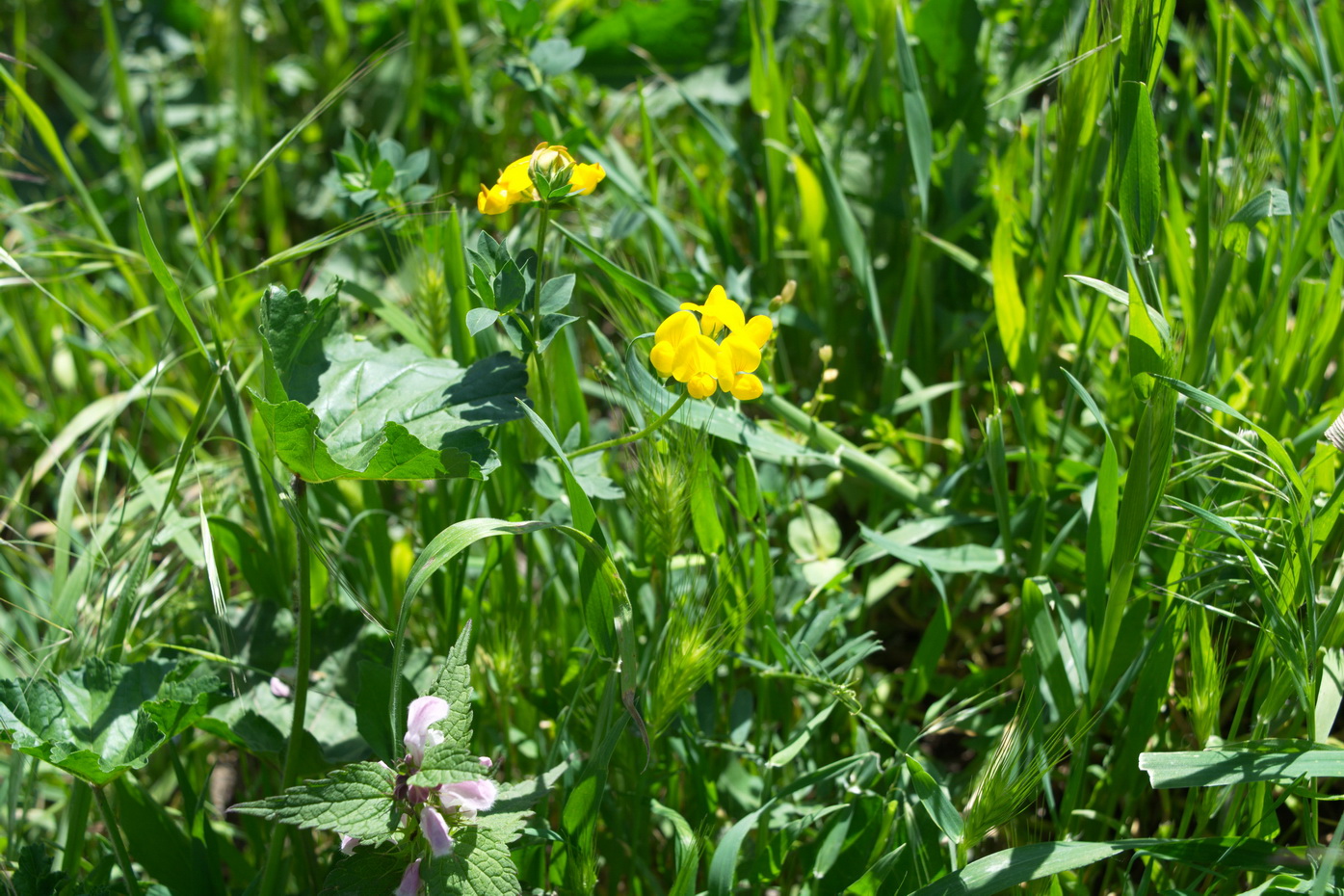 Image of Lotus corniculatus specimen.