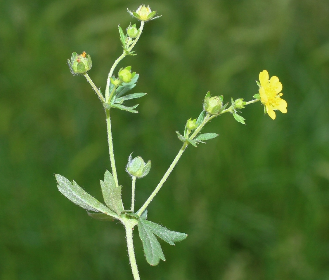 Изображение особи Potentilla canescens.