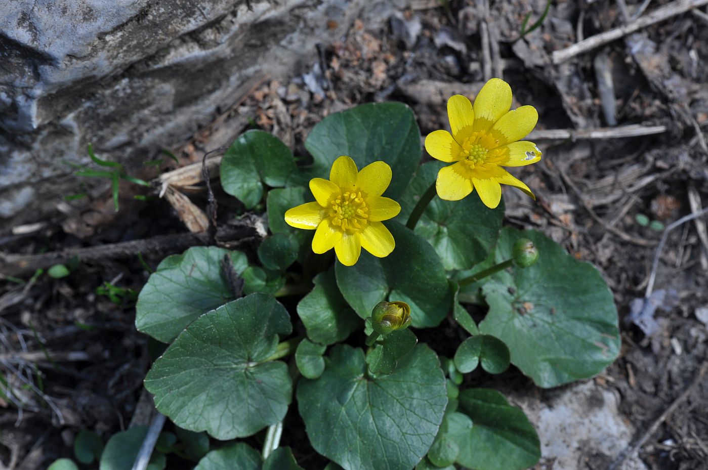 Image of Ficaria calthifolia specimen.