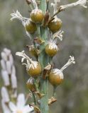 Asphodelus cerasifer. Часть соцветия с завязывающимися плодами. Испания, автономное сообщество Каталония, провинция Жирона, комарка Баш Эмпорда, муниципалитет Тороэлья-де-Монгри, юго-восточный сектор плато Монтанья Гран, на тропе. 22.04.2018.