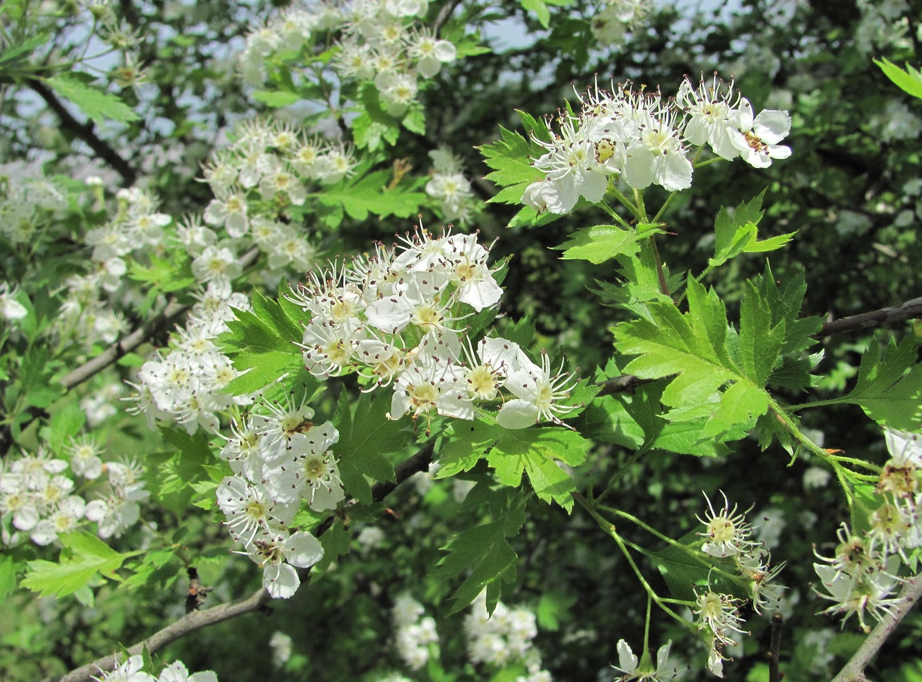 Изображение особи Crataegus pallasii.