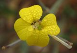 Erysimum pusillum ssp. hayekii