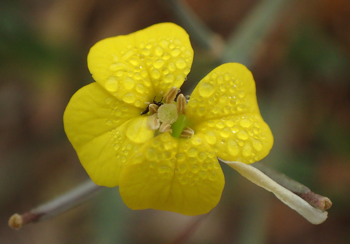 Image of Erysimum pusillum ssp. hayekii specimen.