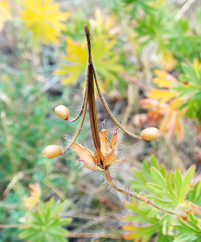 Image of Geranium sanguineum specimen.