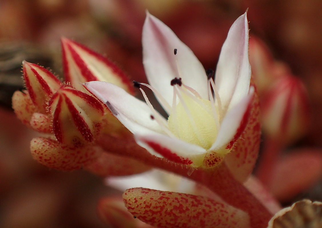Image of Sedum eriocarpum ssp. delicum specimen.