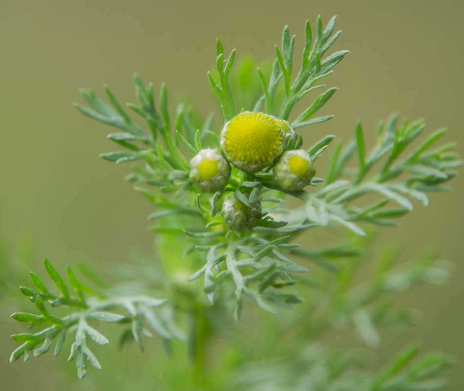 Image of Matricaria discoidea specimen.