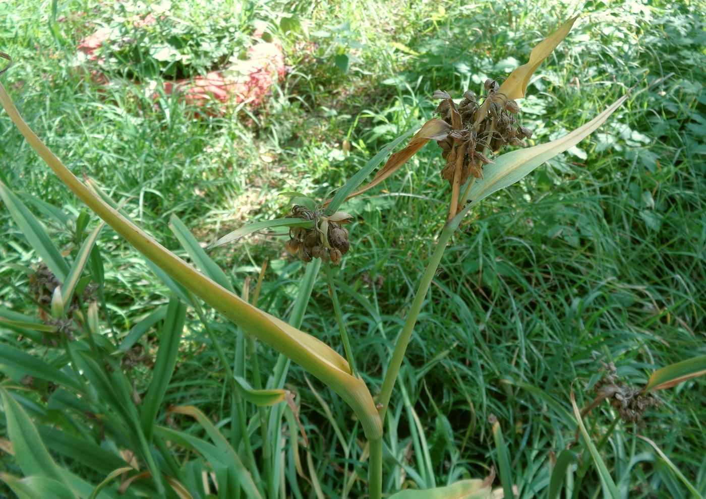 Image of Tradescantia virginiana specimen.