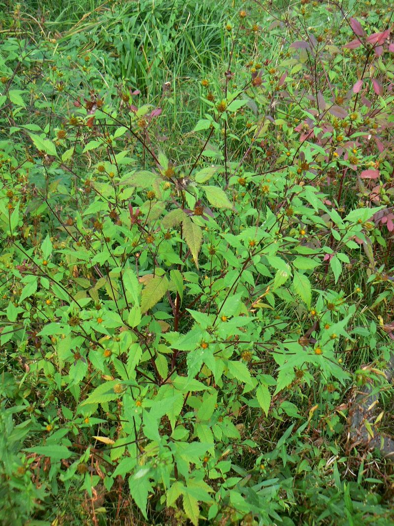 Изображение особи Bidens frondosa.